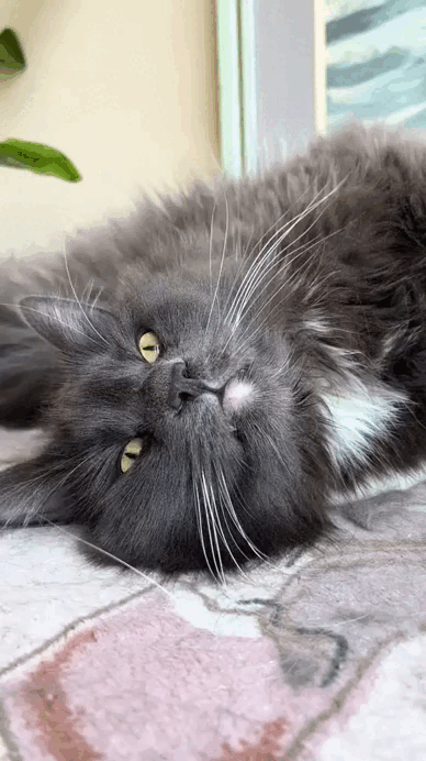 Просто гифки, всякие и&nbsp;разные