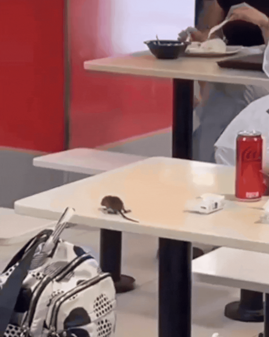 Крыса упала с потолка в тарелку к посетительнице кафе