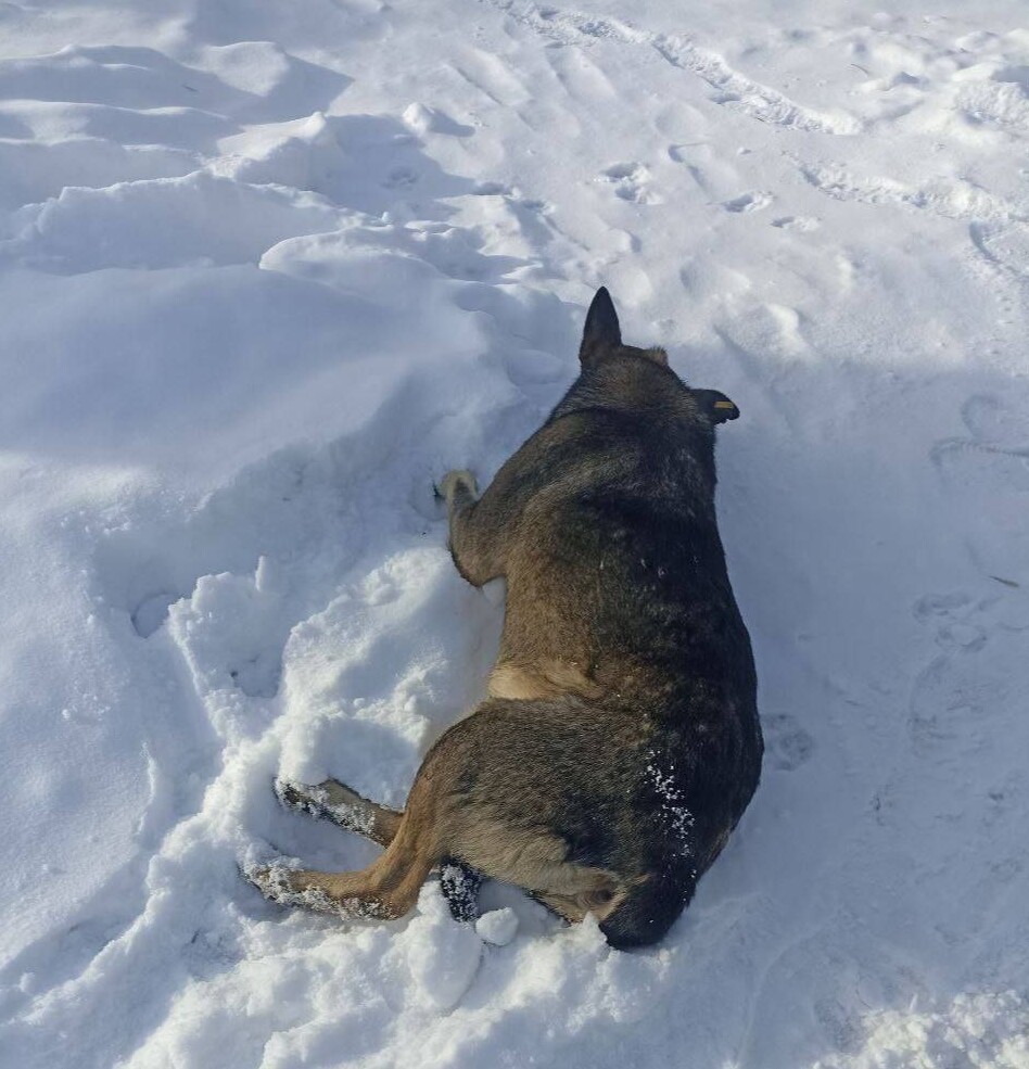 Курьера «Додо Пиццы» уволили после того, как он укрыл пледом бездомную собаку в −20 градусов