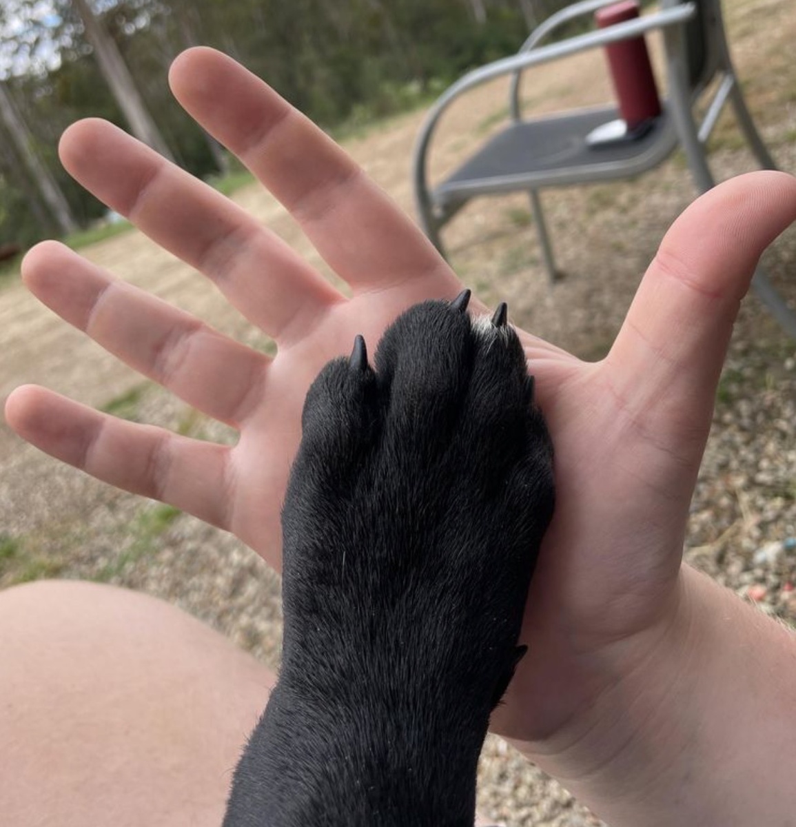 Лапа щенка кане-корсо, которому исполнилось 11 недель