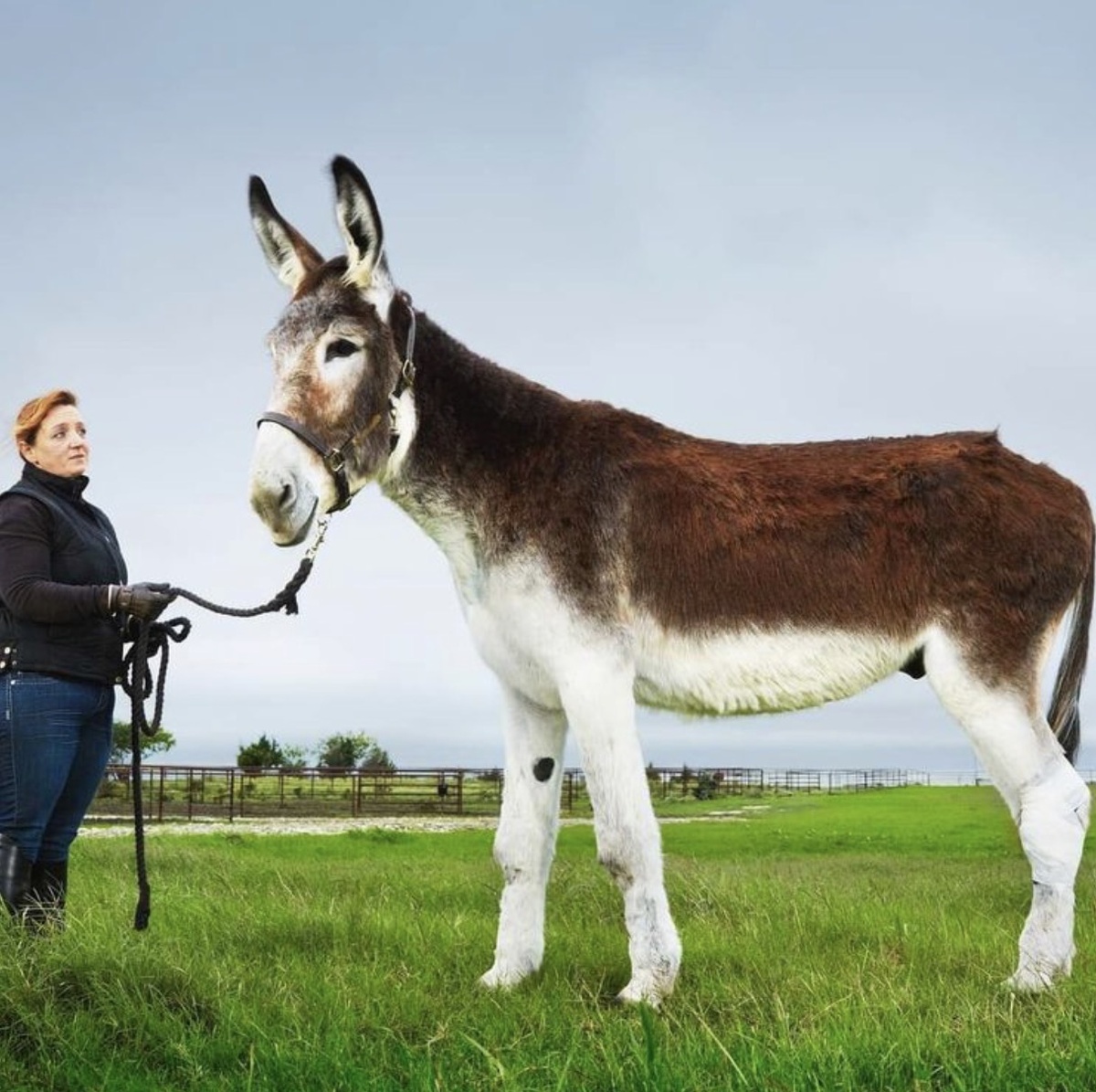 Американский мамонтовый осёл Ромул считается самым высоким при росте 172 см