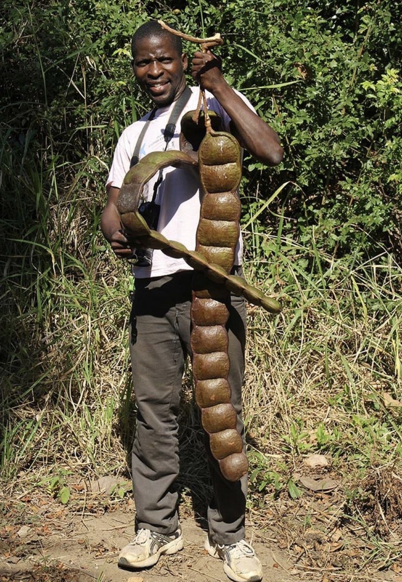 Entada rheedii или африканская трава сна. Древесная лиана, лоза которой вырастает до 120 м