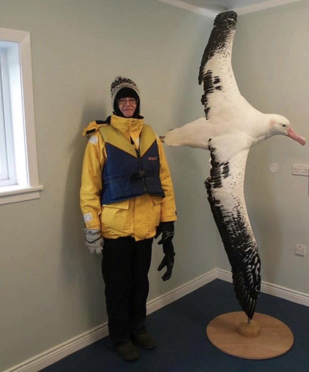 Большинство из нас, если и видели альбатросов, то в небе. Размах крыльев этого чучела 289 см