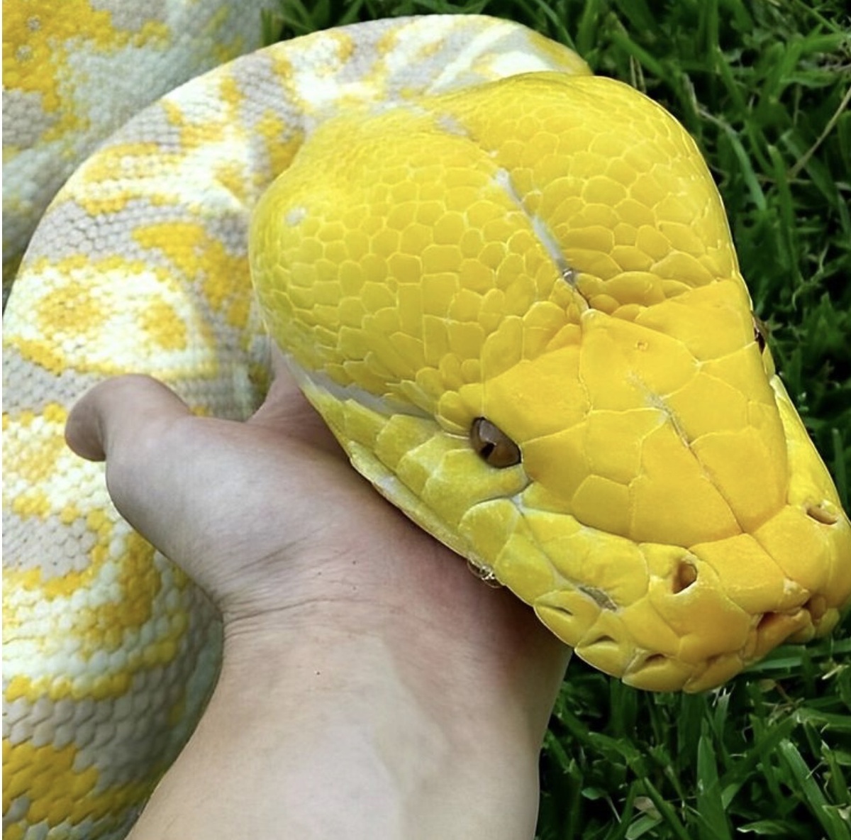 Желтоголовый сетчатый питон в сравнении с кистью взрослого человека