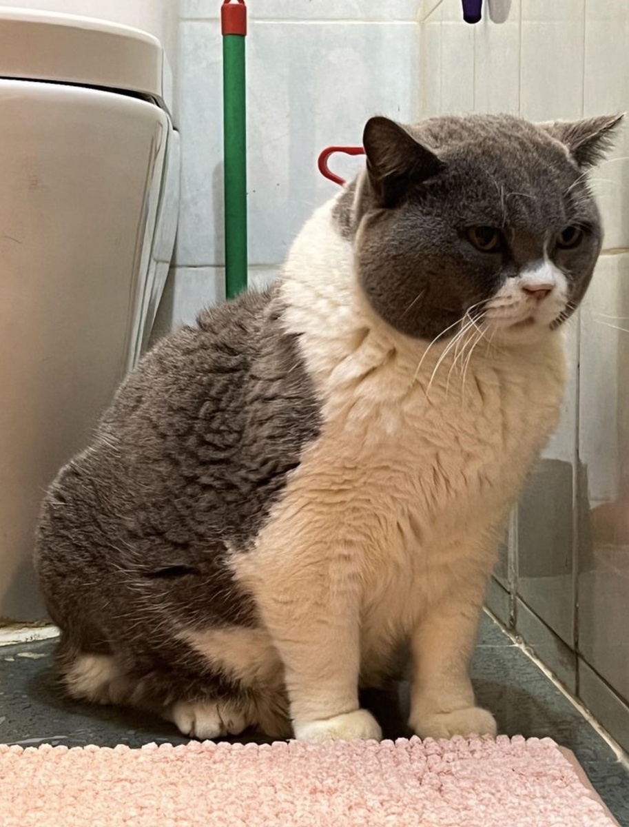 Обычный унитаз, а вот котик не совсем