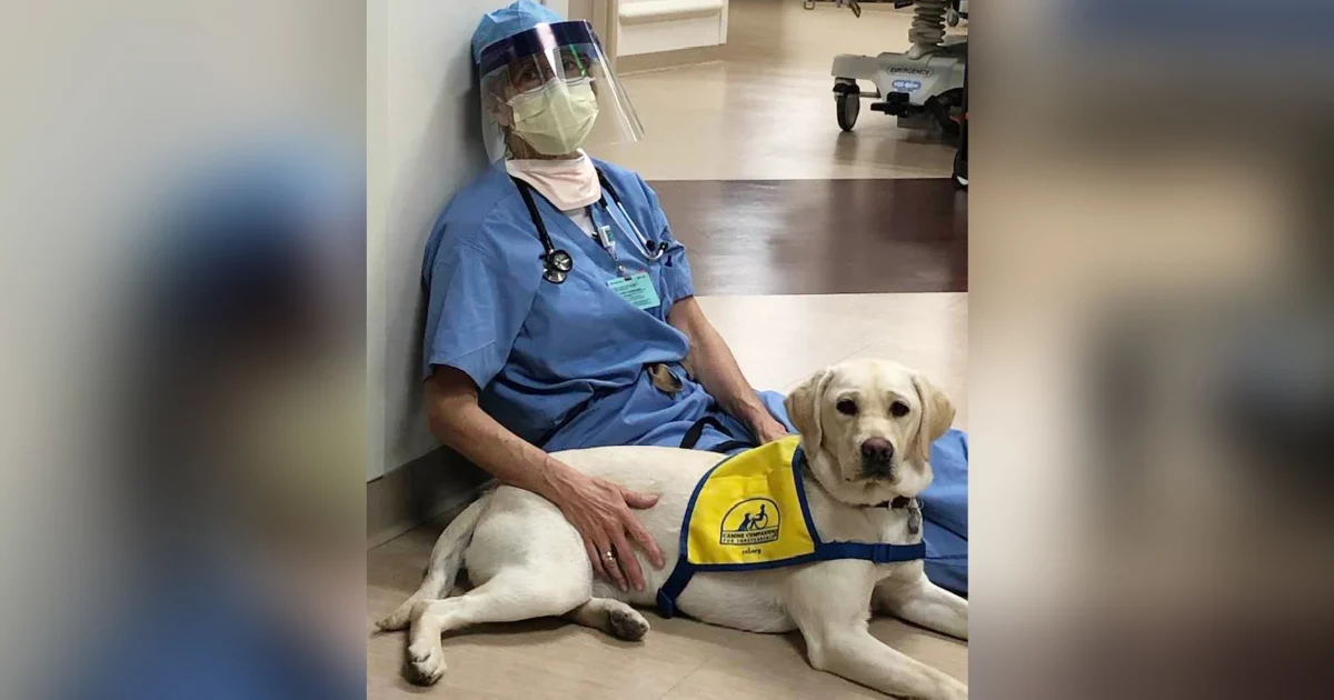 Неожиданно: собачники болеют раком на 64% реже остальных людей