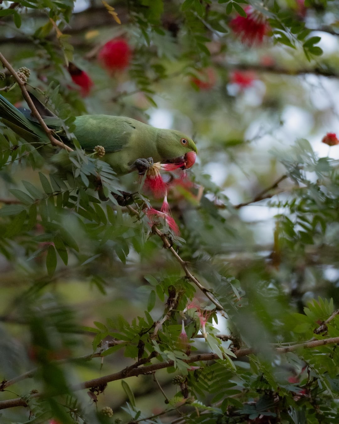 12. Прятки среди ветвей