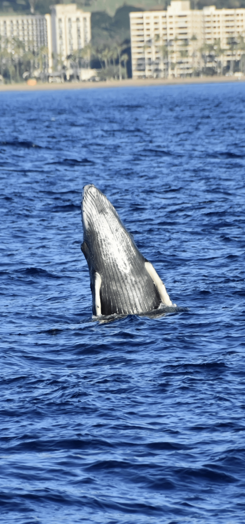 2. Свобода родной стихии