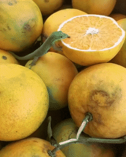 Просто гифки, всякие и&nbsp;разные