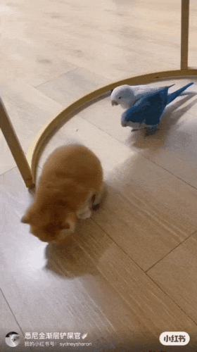 Просто гифки, всякие и&nbsp;разные