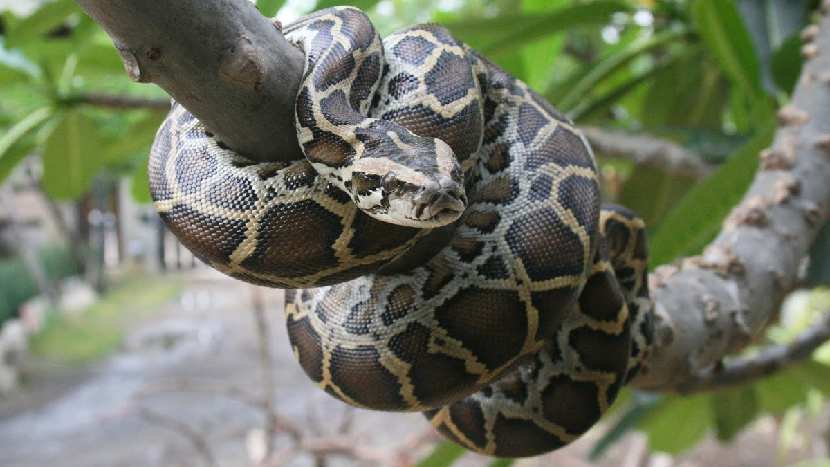 Бирманский питон: тысячи гигантских змей ломают природу США