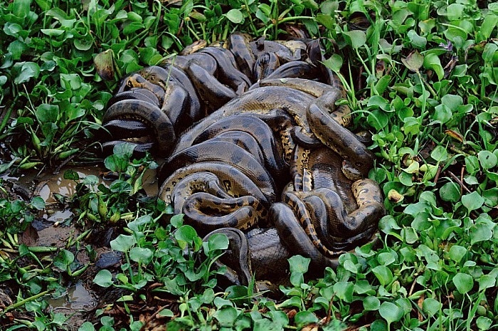 Анаконда:  5 фактов, которые ломают шаблоны об этой змее