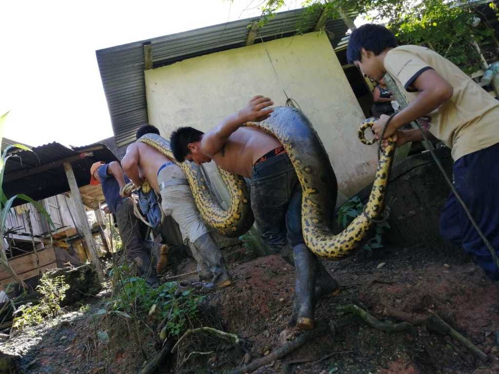 Анаконда:  5 фактов, которые ломают шаблоны об этой змее