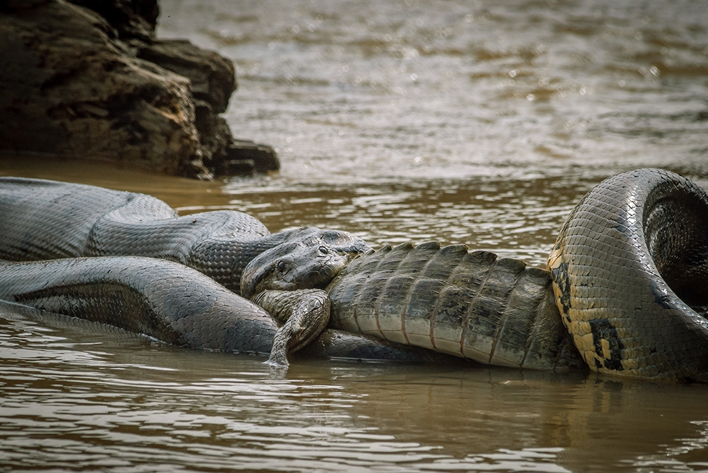 Анаконда:  5 фактов, которые ломают шаблоны об этой змее