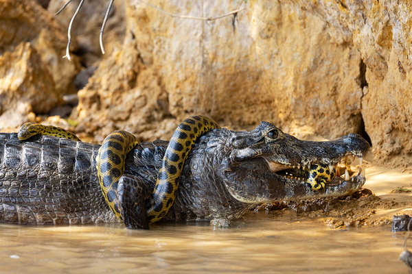 Анаконда:  5 фактов, которые ломают шаблоны об этой змее