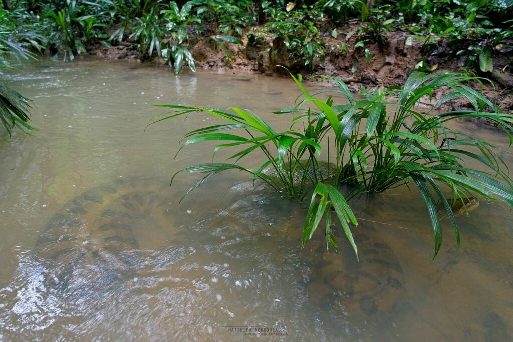 Анаконда:  5 фактов, которые ломают шаблоны об этой змее