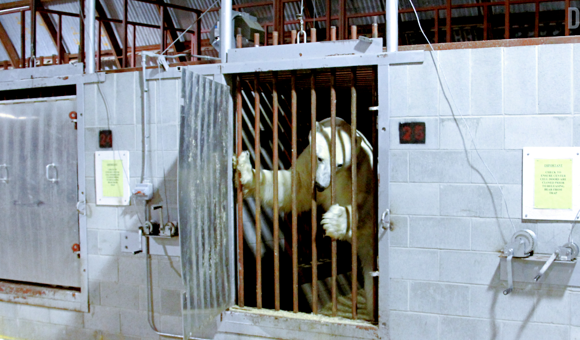 Где находится единственная в мире тюрьма для белых медведей?