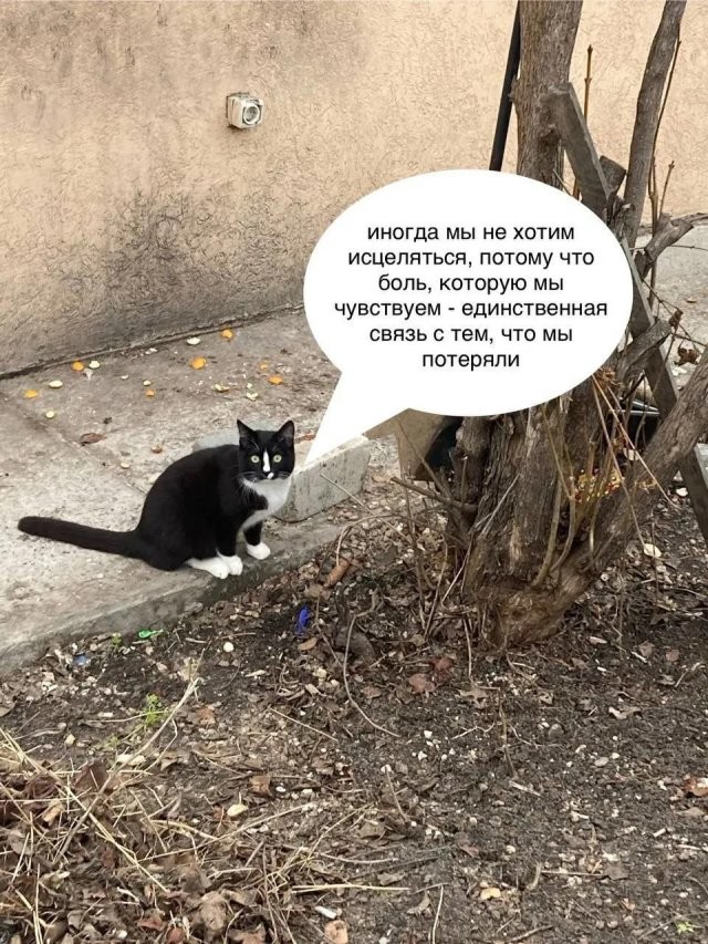 Скрины из соцсетей