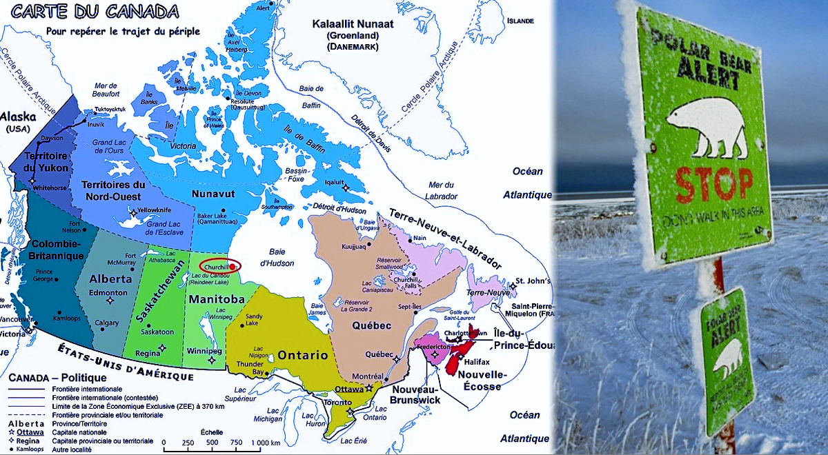 Где находится единственная в мире тюрьма для белых медведей?