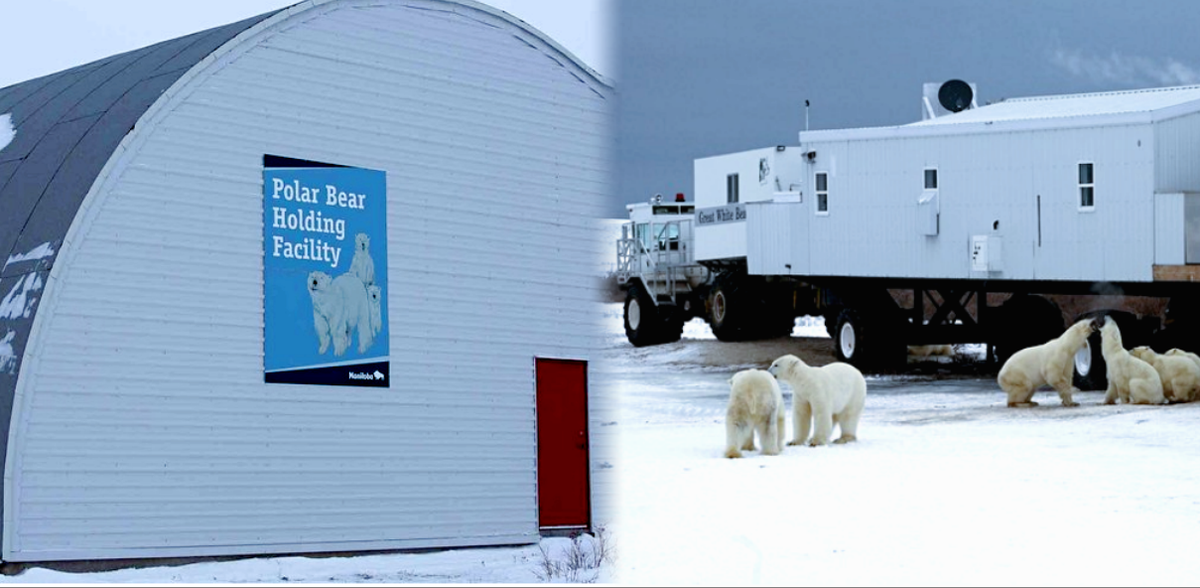 Где находится единственная в мире тюрьма для белых медведей?