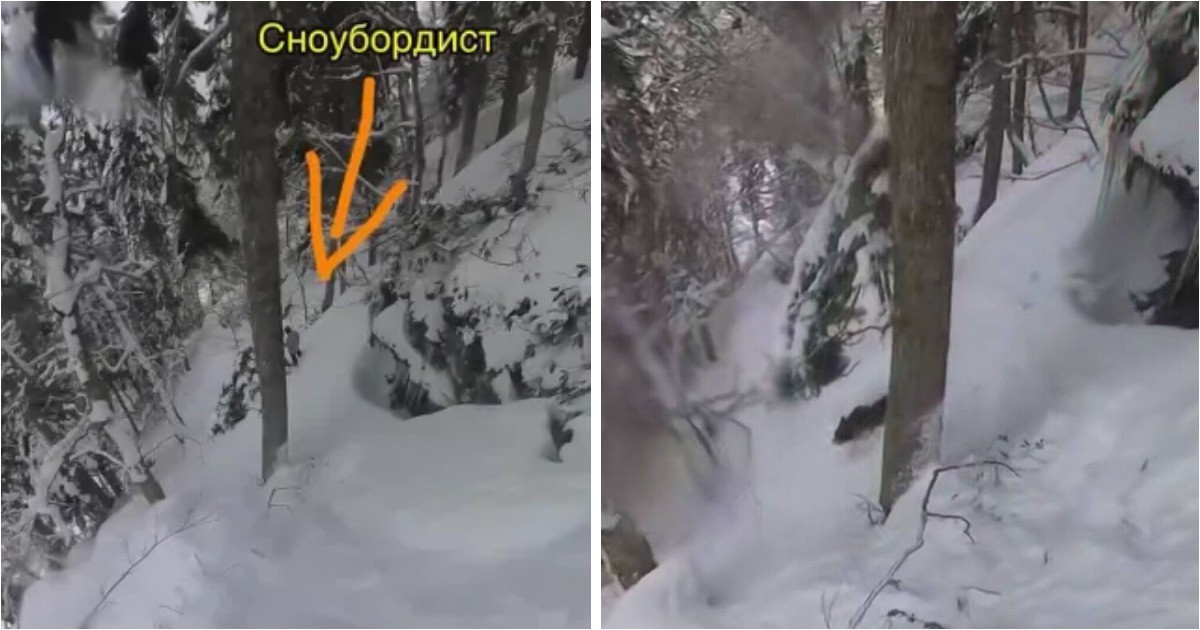 Сноубордисты наткнулись на разъяренную медведицу в Красной поляне