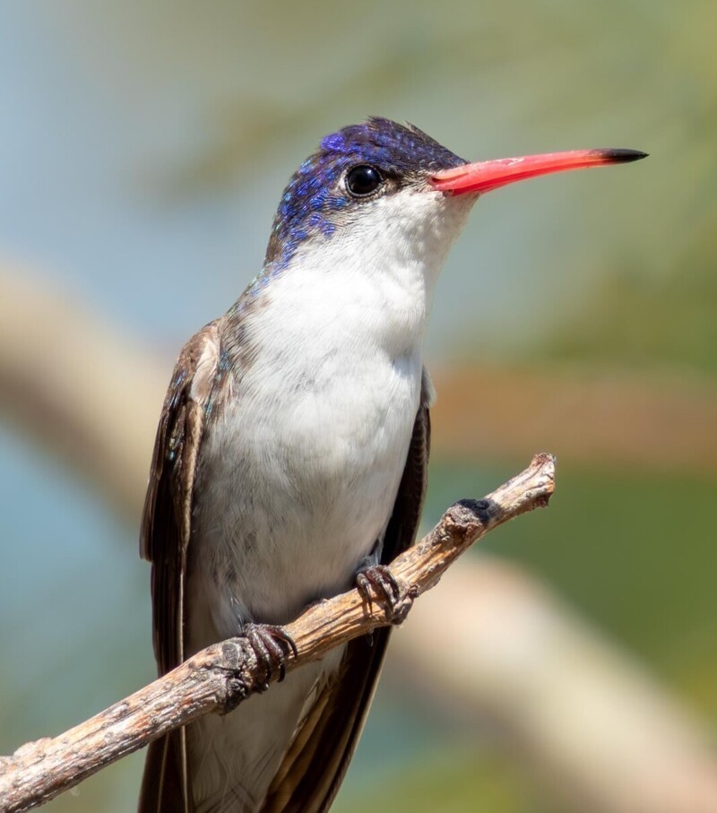 14. Прелестный вид колибри - фиолетовоголовая амазилия
