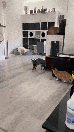 Просто гифки, всякие и&nbsp;разные