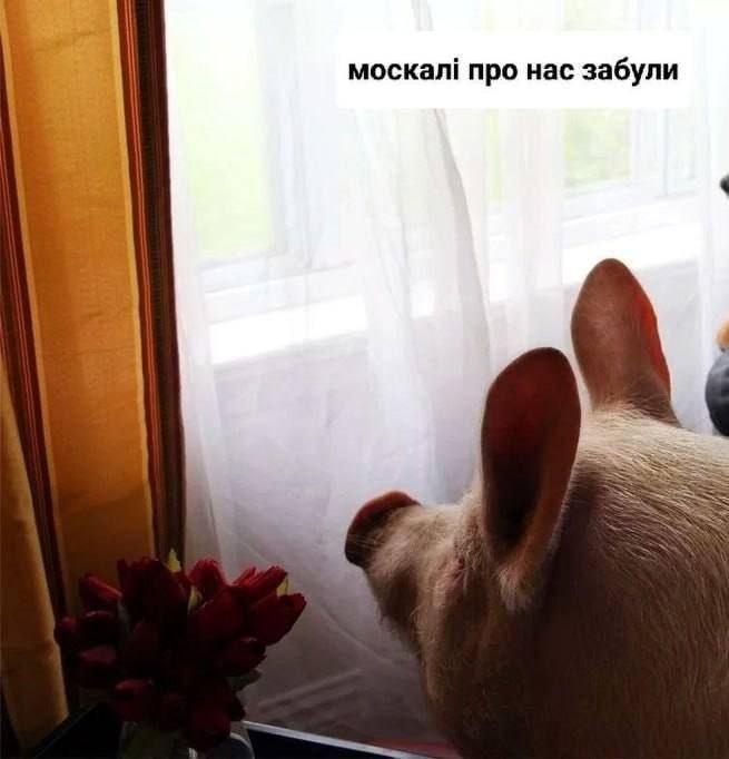 Печалька та Зрада!