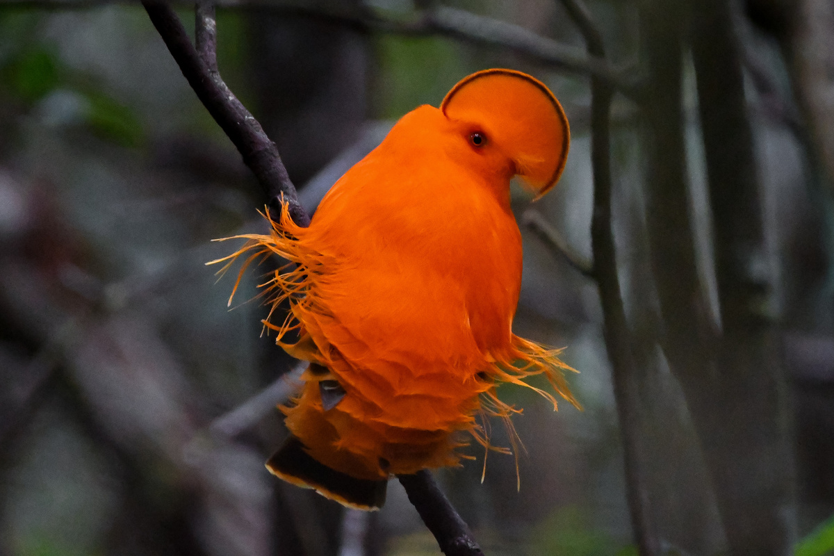 Гвианский петушок:  птица, у которой нет лица. Вместо него — оранжевый диск