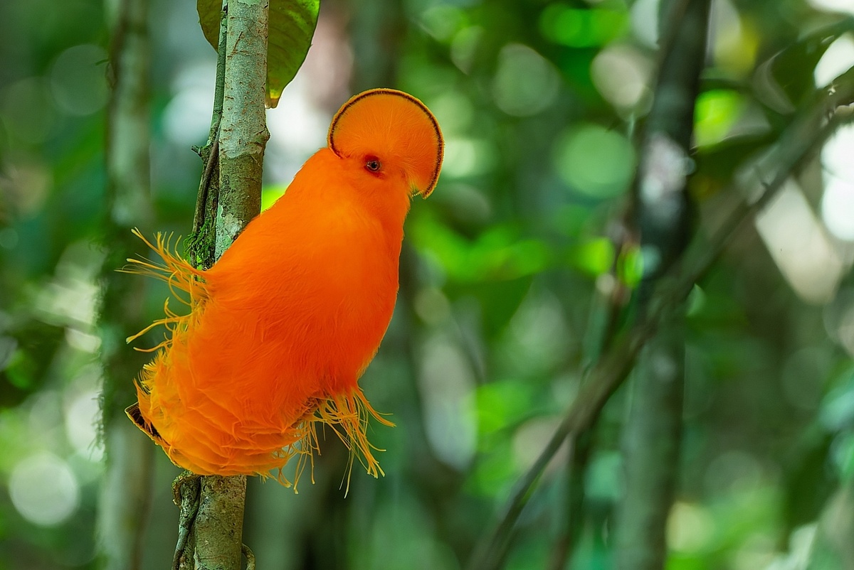 Гвианский петушок:  птица, у которой нет лица. Вместо него — оранжевый диск