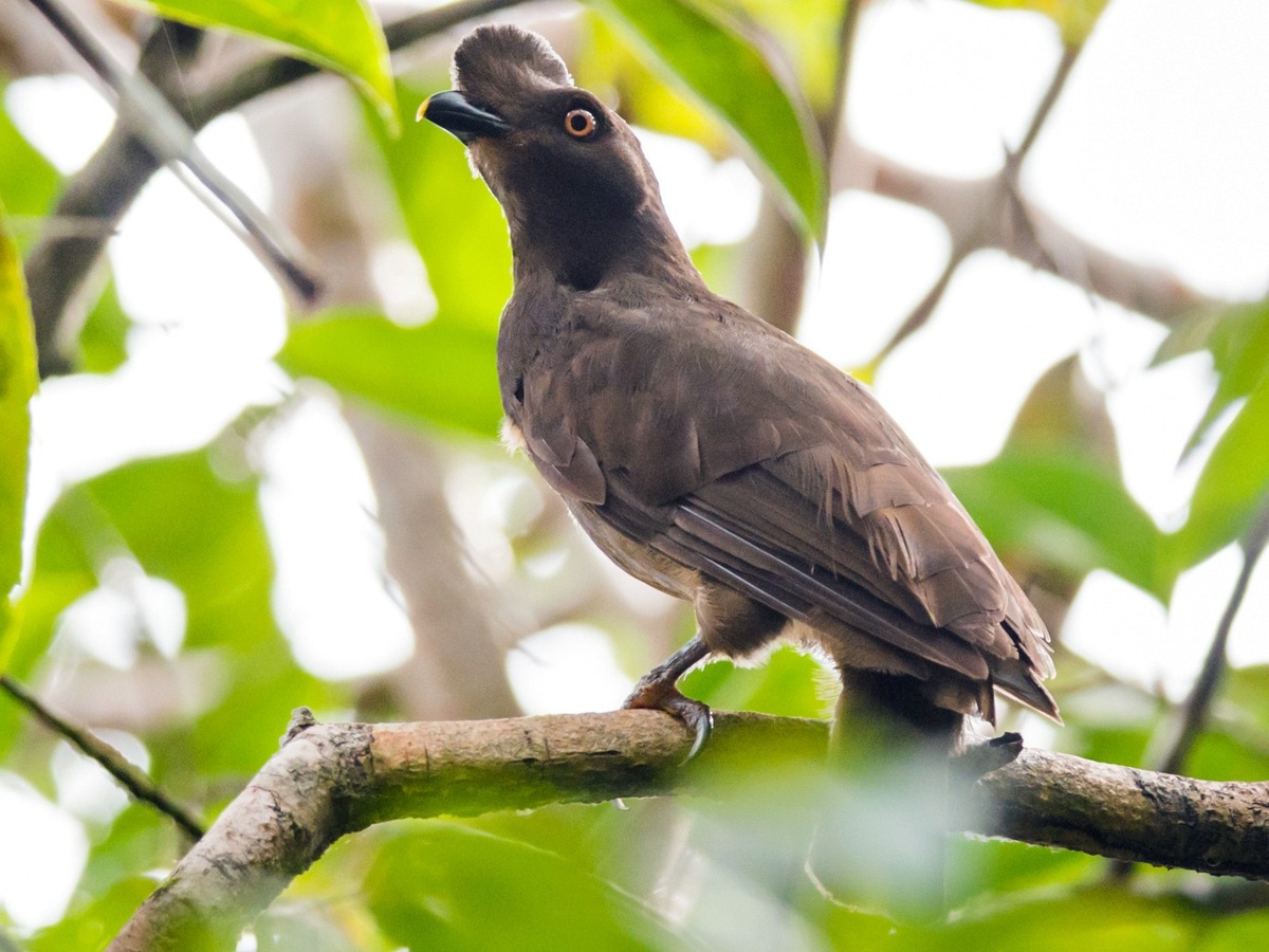 Гвианский петушок:  птица, у которой нет лица. Вместо него — оранжевый диск