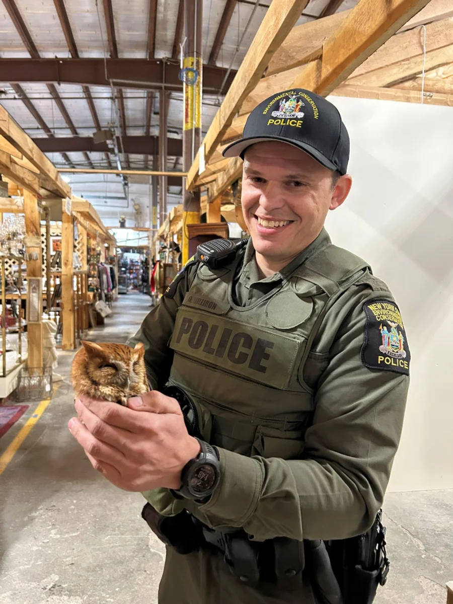 Перепутали с экспонатом: сова задремала прямо на полке антикварного магазина