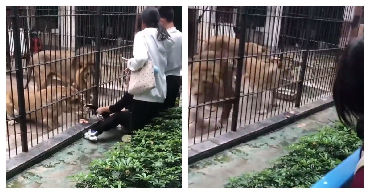 10-летняя девочка едва не погибла из-за халатности работника зоопарка