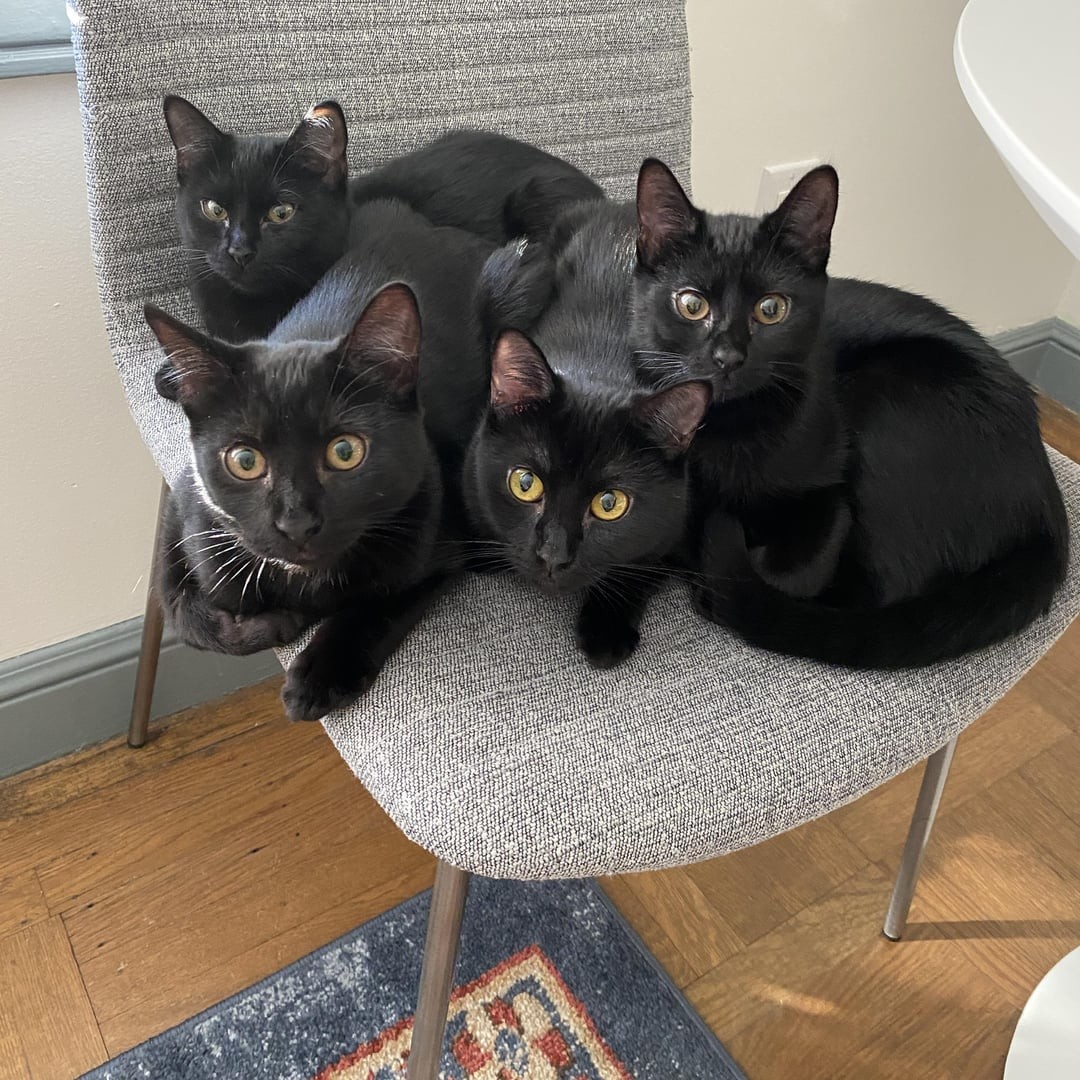 4. Светлые идеи чёрного коллективного разума