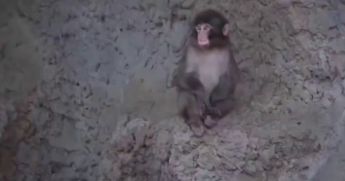 Малыш Панч машет посетителям зоопарка