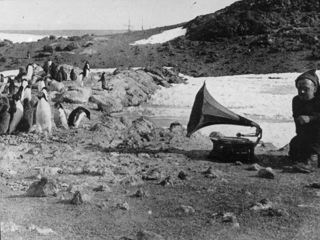 6. Британская антарктическая экспедиция: пингвины слушают музыку, 1908 год