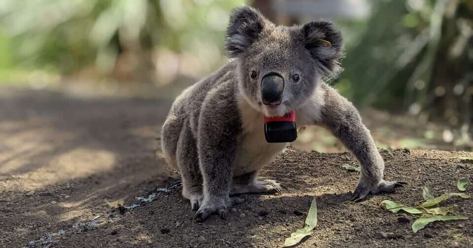 Коала: глупость этого зверя запредельна