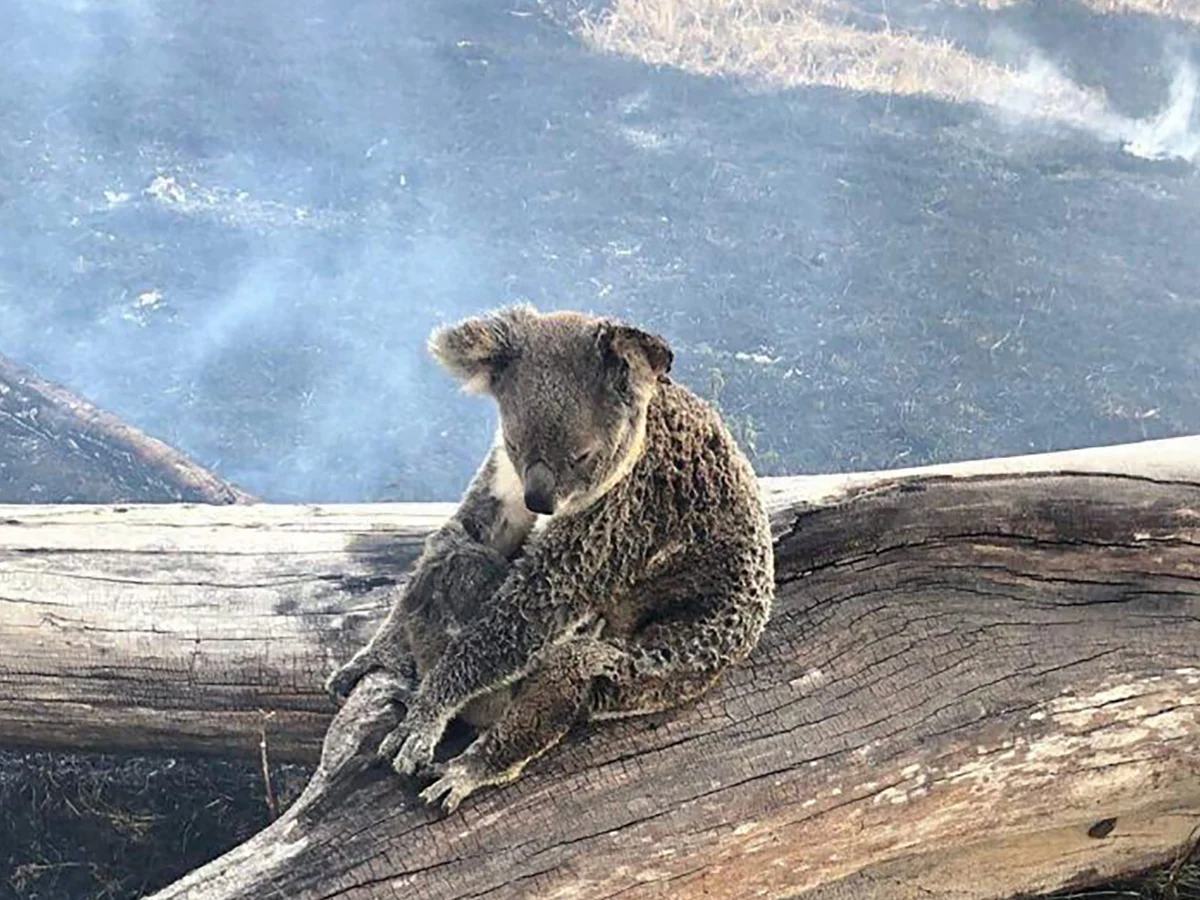 Коала: глупость этого зверя запредельна