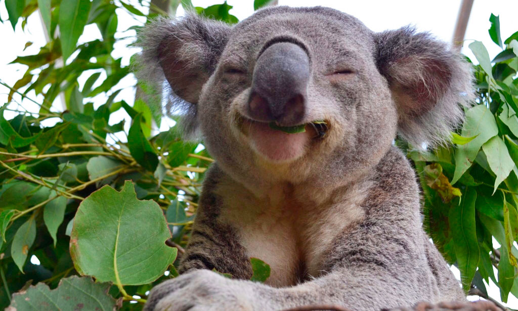 Коала: глупость этого зверя запредельна