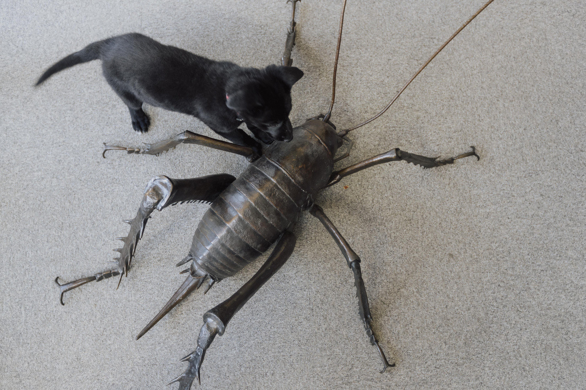 Гигантская уэта: в Новой Зеландии эти чудовища заменяют зайцев!