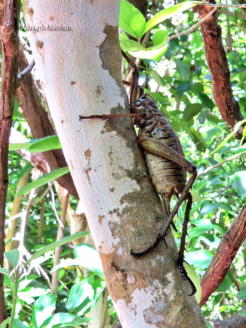 Гигантская уэта: в Новой Зеландии эти чудовища заменяют зайцев!