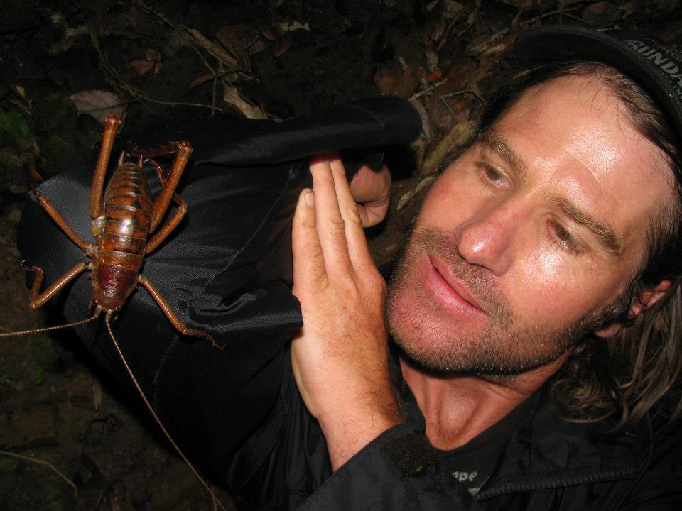 Гигантская уэта: в Новой Зеландии эти чудовища заменяют зайцев!