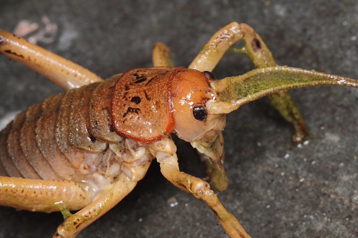Гигантская уэта: в Новой Зеландии эти чудовища заменяют зайцев!