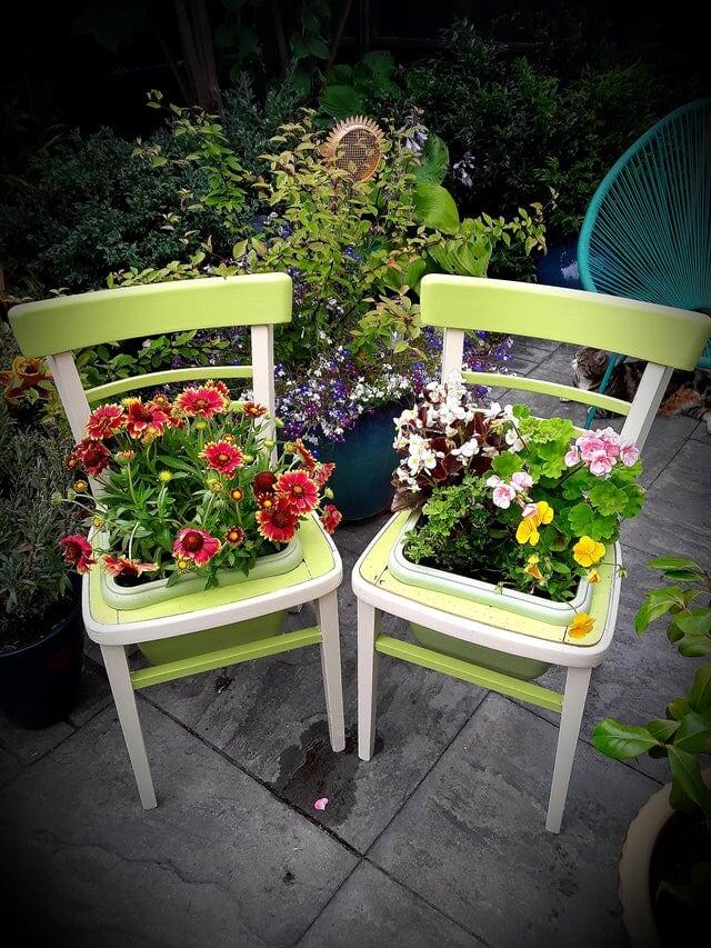 Использовал старые стулья в качестве места для засеивания цветов