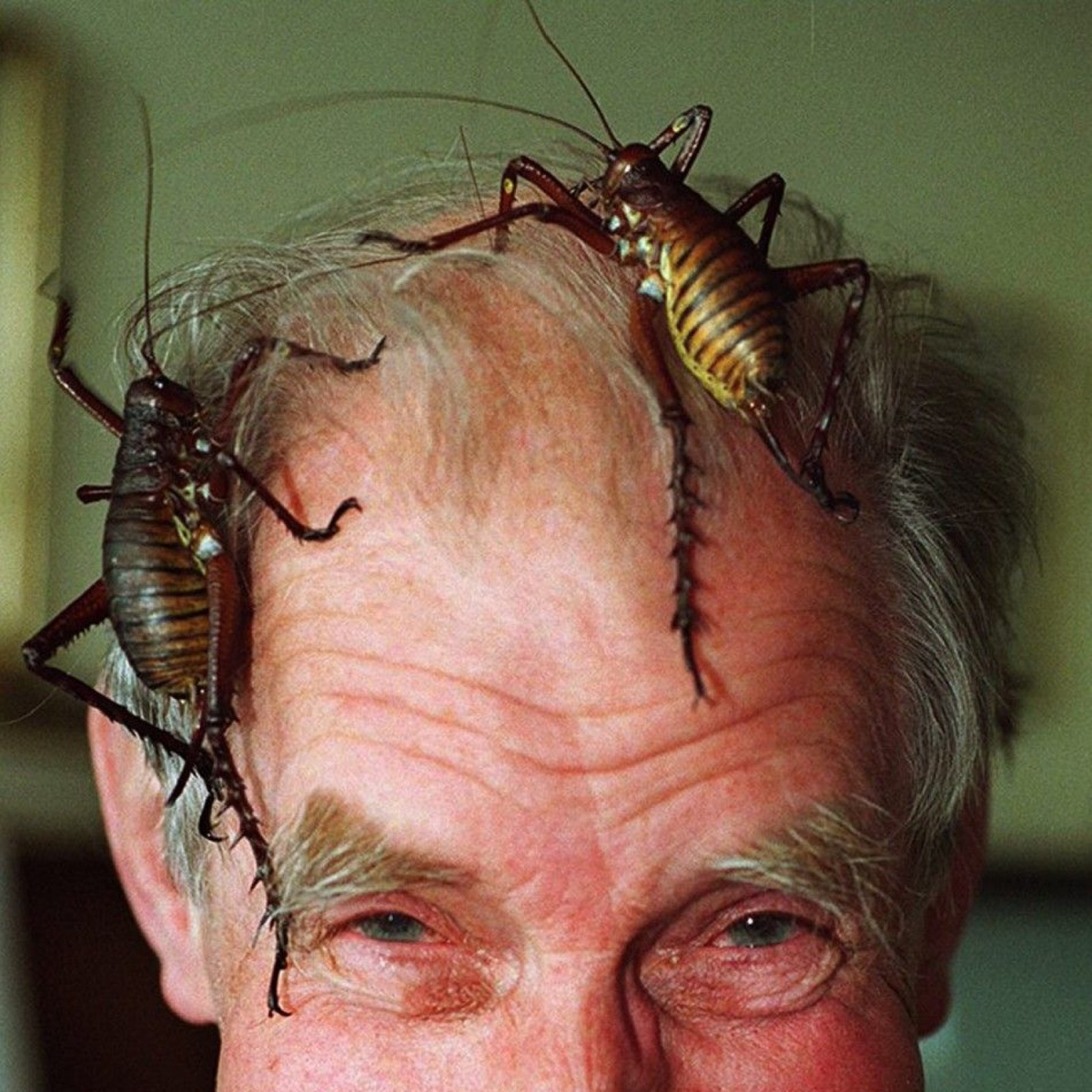 Гигантская уэта: в Новой Зеландии эти чудовища заменяют зайцев!