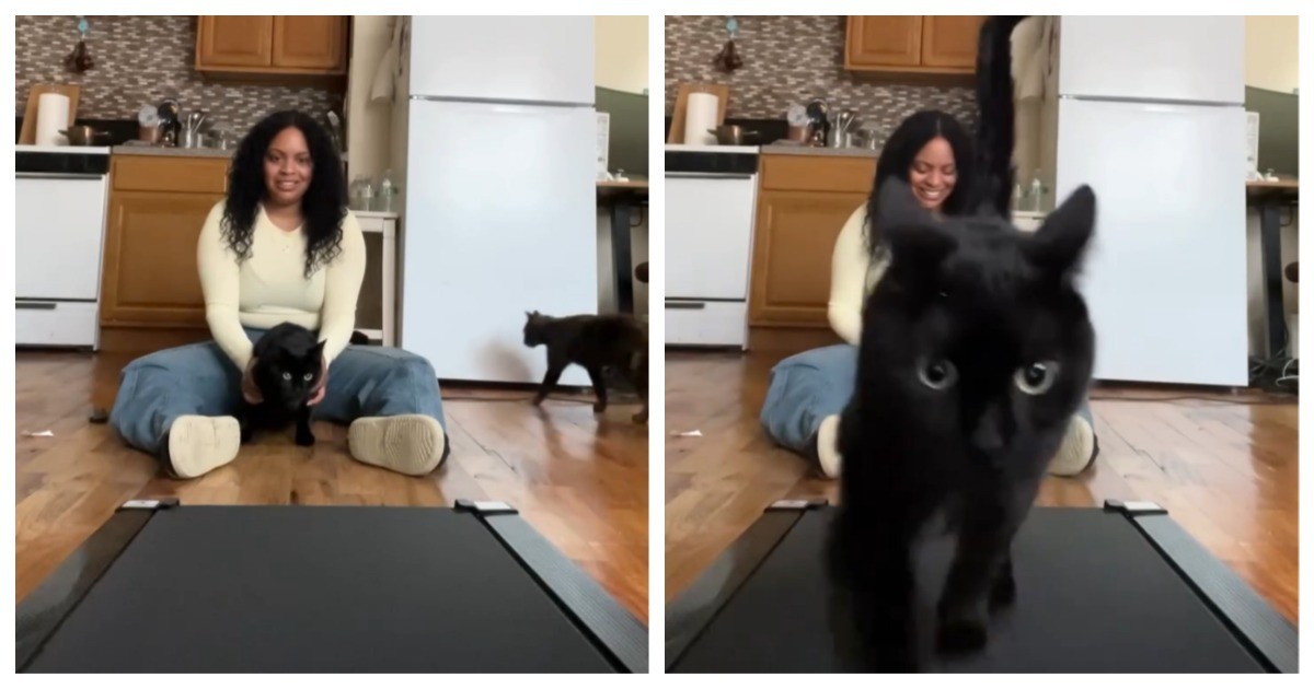 Тренировка кота на беговой дорожке