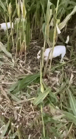 Просто гифки, всякие и&nbsp;разные