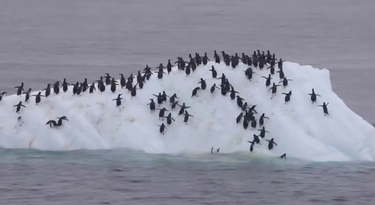 Комичный эпизод из жизни пингвинов