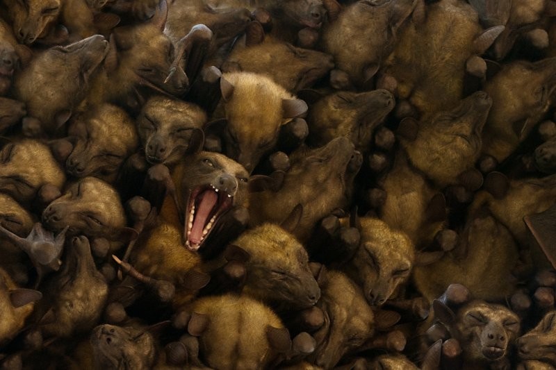 9 реально странных фотографий дикой природы