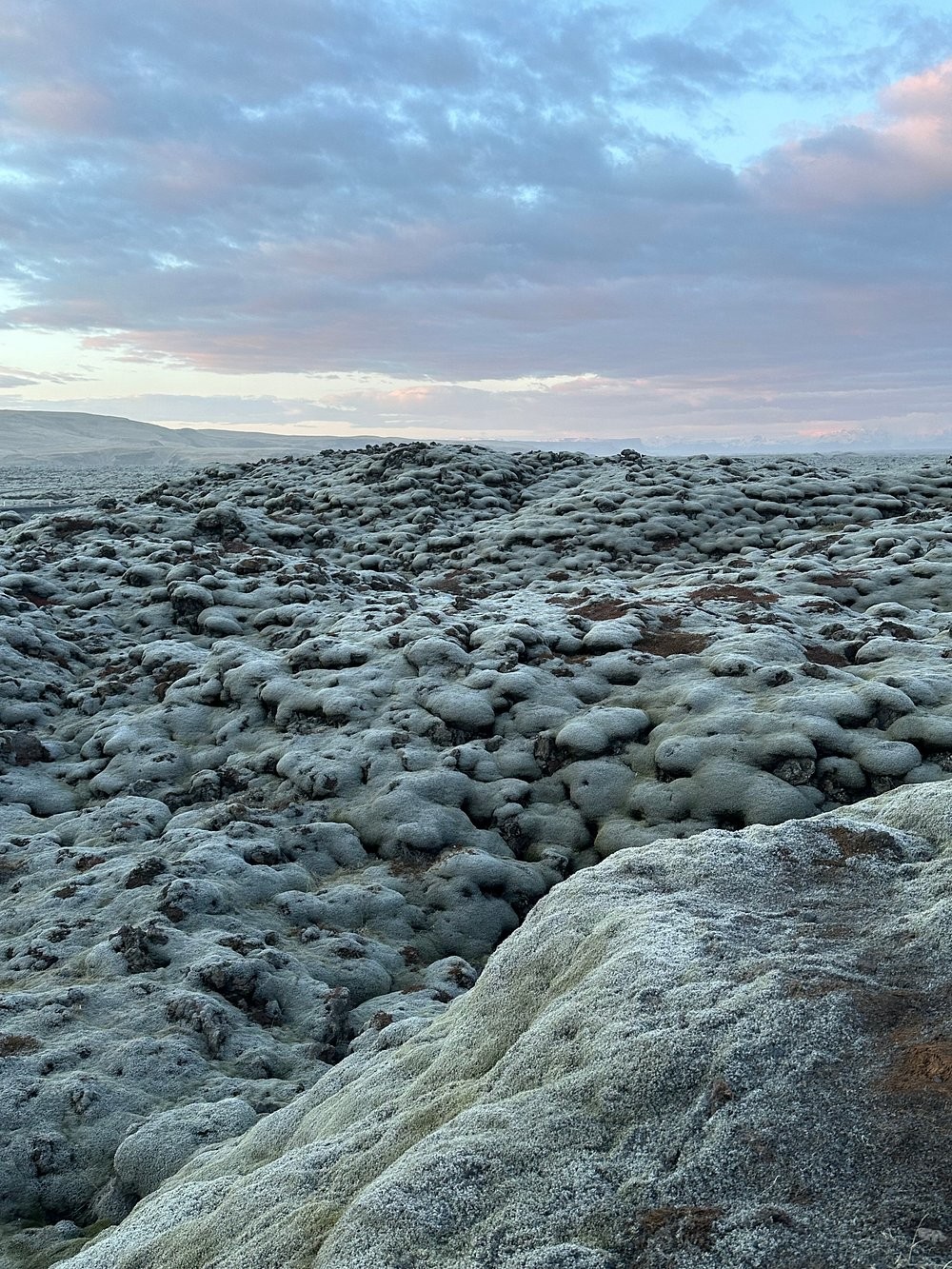 Мох Исландии, сумевший скрыть последствия ужасной катастрофы